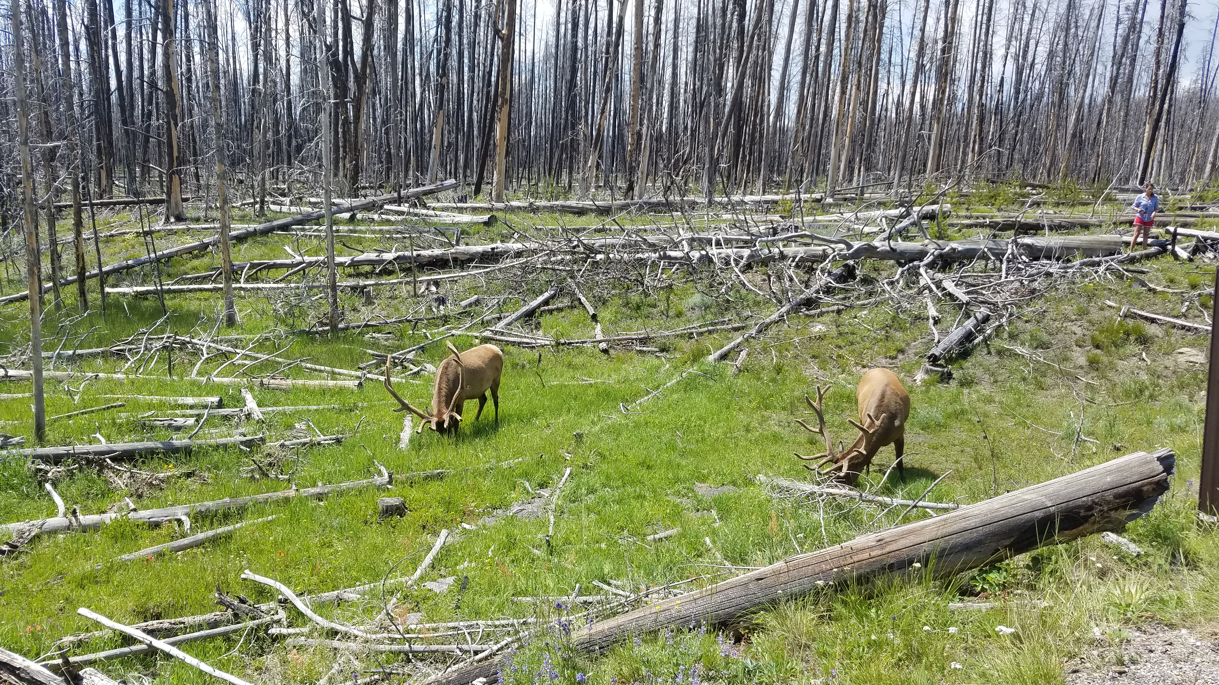 We have our first elk.