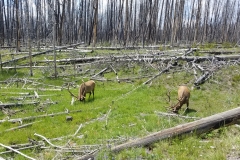 We have our first elk.